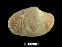 藏品(文文橫簾蛤)的圖片